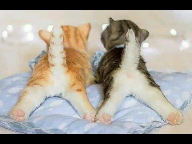  Lovely tails!  Compilation of funny cats and kittens for a good mood! 