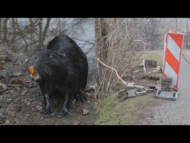 Nutrie są miłe, ale czemu podkopują drogę i chodnik ?