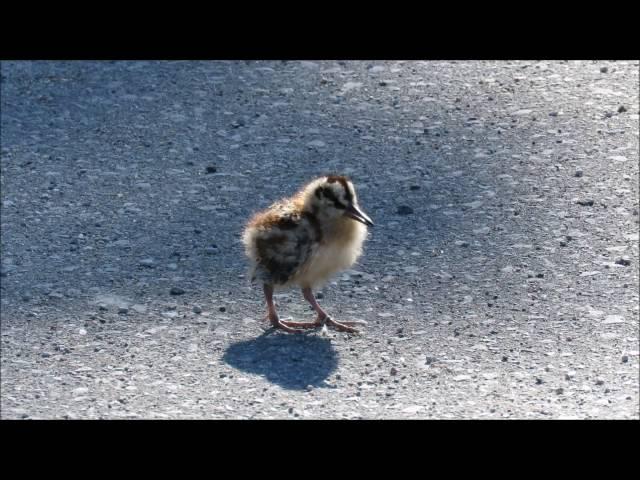 American Woodcock