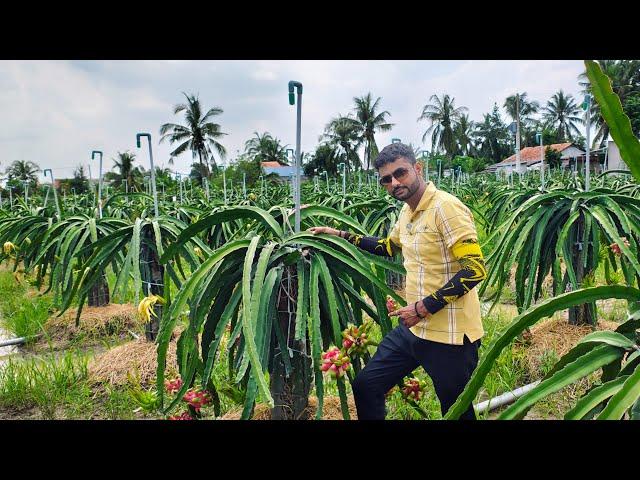 Best High tech Dragon Fruit Farm in Vietnam|WhatsApp 8571930967