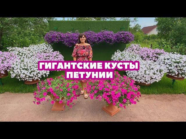 ГИГАНТСКИЕ КУСТЫ ПЕТУНИИ