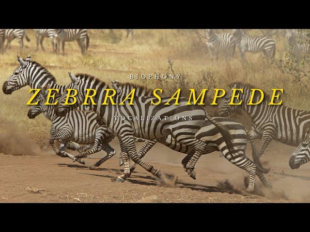 Sound of a zebra stampede