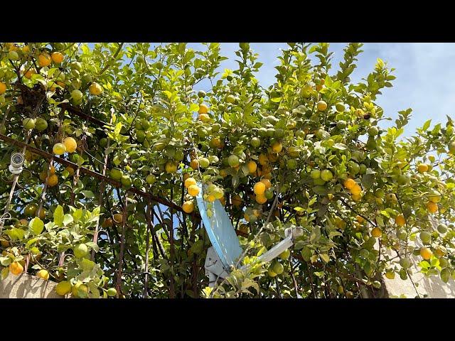 This Desert Gardening Method Produces Insane Yields AND Reduces Pests!