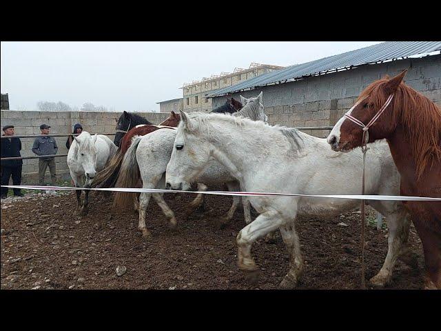 Yangiqõrģon tumani Begabod ot bozori bugungi narhlar bilan tanishing 7.12.2024yil