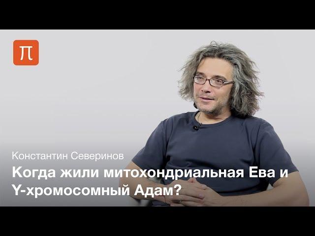 Северинов Константин — Митохондриальная Ева