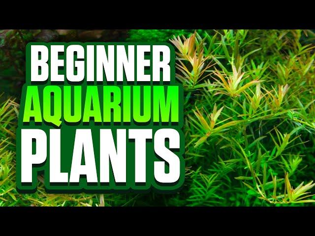 9 Easy Aquarium Plants For Beginners! (Perfect For Planted Tank Setups)