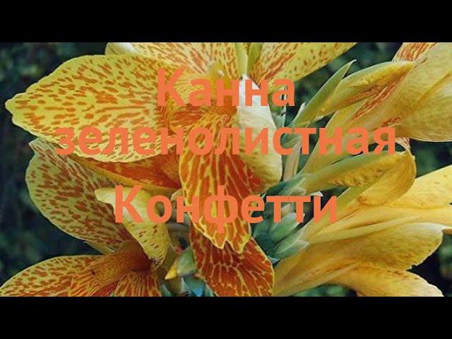 Канна зеленолистная Конфетти (canna greenleaves ermine)  обзор: как сажать, луковицы канну Конфетти