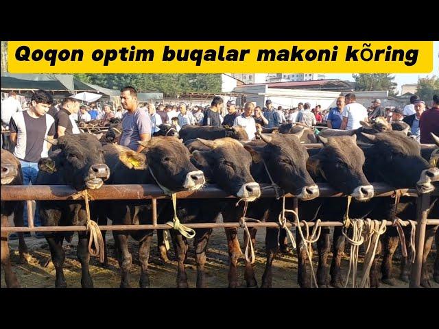 Qoqon mol bozori semiz boqma va yosh buqalar narhlari bilan tanishing 3.07.2024yil