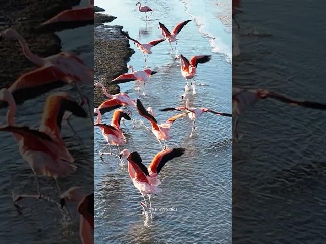 Flamingos Flying around the sea #flamingo #sea #bird #beautiful #flying #nature #wildlife HA10553