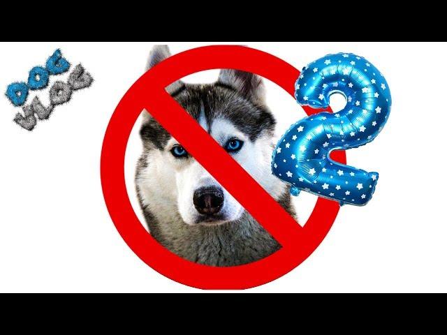 DOGVLOG: 20 ПРИЧИН ПРОТИВ ХАСКИ 2 ЧАСТЬ. Хаски Бандит. Говорящая собака