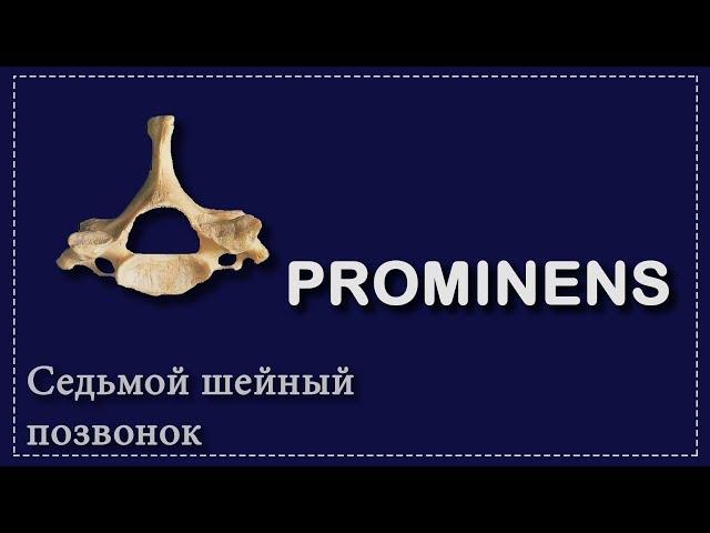 СЕДЬМОЙ ШЕЙНЫЙ ПОЗВОНОК | PROMINENS | ОСНОВЫ АНАТОМИИ ДЛЯ СТУДЕНТОВ-МЕДИКОВ