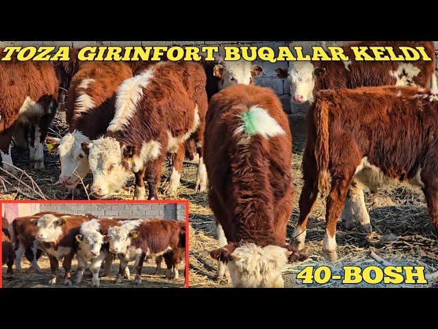 40-BOSH TOZA GIRINFORT BUQALAR KELDI SHOSHILAMIZ ZURLARI