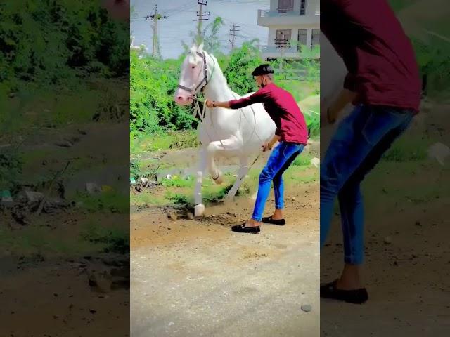 ha ghodi (jiv) #viral #horse #shorts #hors #youtubeshorts #trending