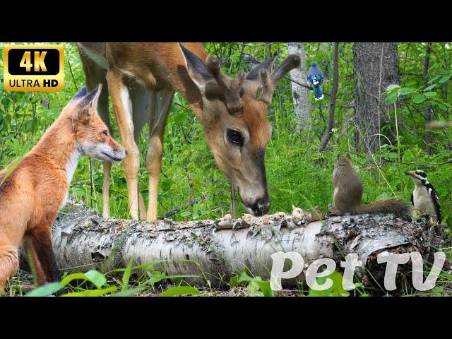 Entertain Your Cat or Dog with Pet TV | Deer, Squirrel, Fox, and Birds All Come for a Visit