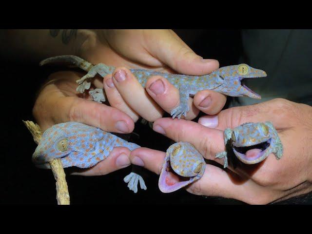 HOW TO CATCH TOKAY GECKOS IN THE FLORIDA EVERGLADES