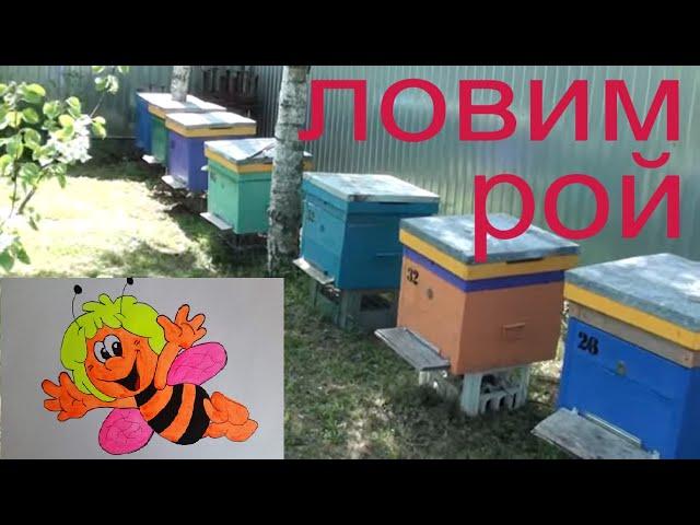 Как поймать рой пчел дома. Ловушка для пчел. Пчеловодство пчелы пасека