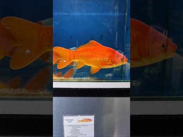 How BIG do GOLDFISH get? #shorts #aquariumhobby #goldfish