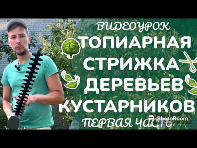 Видеоурок: Топиарная стрижка деревьев (часть 1) Видеокурс: «Обрезка деревьев и кустарников»