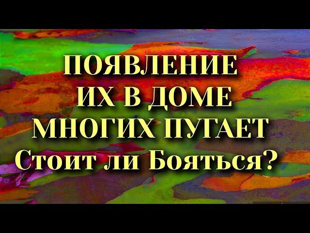 Появление Их в Доме Многих Пугает. Народные приметы и суеверия.