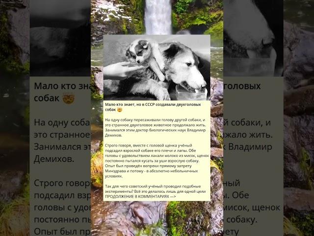 Мало кто знает, но в СССР создавали двухголовых собак 