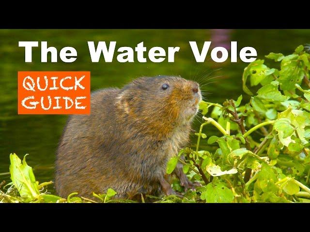 The Water Vole - A Quick Guide