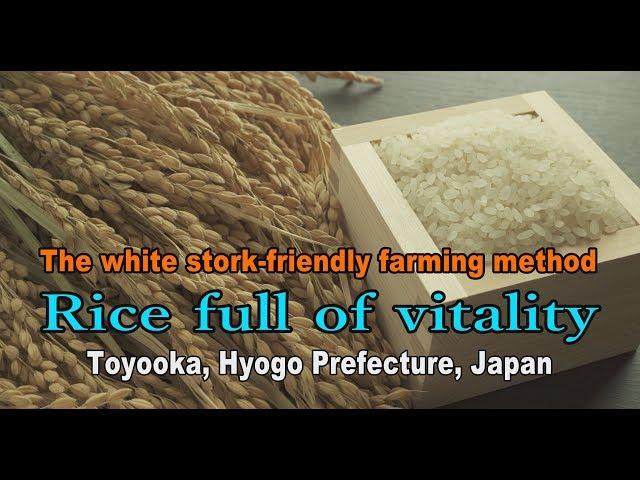 Rice full of vitality - The white stork-friendly farming method