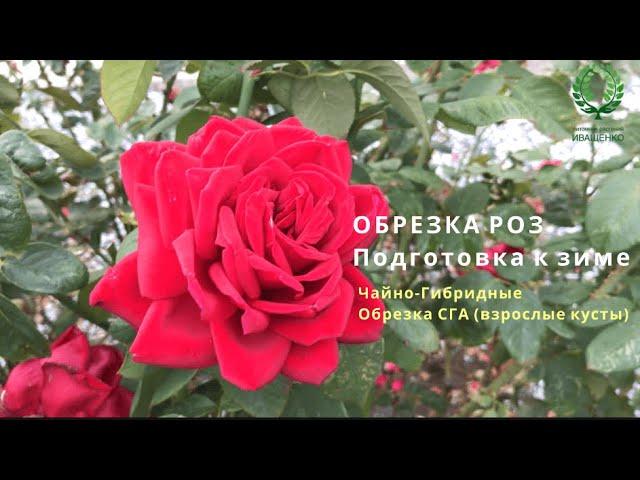 Подготовка к зиме. ОБРЕЗКА РОЗ. Чайно-Гибридные Обрезка СГА (взрослые кусты). Питомник Е. Иващенко