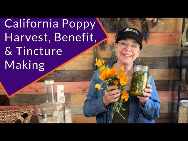 California Poppy Harvest, Benefits, & Tincture Making