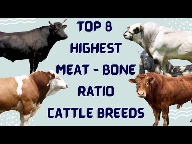 Top 8 Cattle Breeds for Maximum Meat - Highest Meat to Bone Ratio