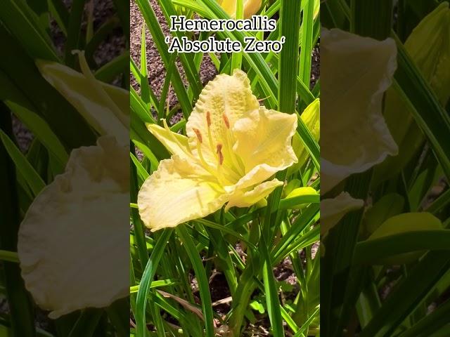 Hemerocallis ‘Absolute Zero‘ #daylily #daylilies #perennial #hemerocallis #liliaceae #flowers