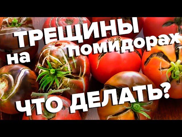 ТРЕЩИНЫ НА ТОМАТАХ. ЧТО ДЕЛАТЬ? СПАСАЕМ УРОЖАЙ!