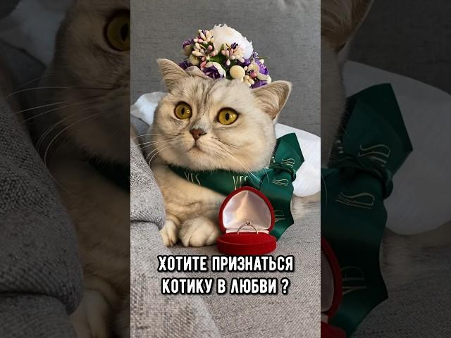 Как признаться кошке в любви на её языке #кот #котики #коты