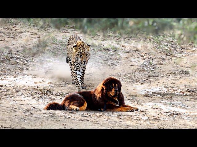 Leopard VS Tibetan Mastiff Encounter Face to Face!