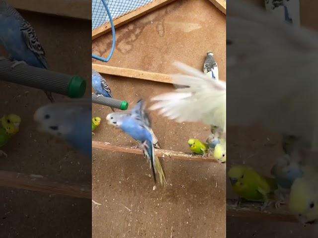 Australian parrots flying together  @Birds-animalslove