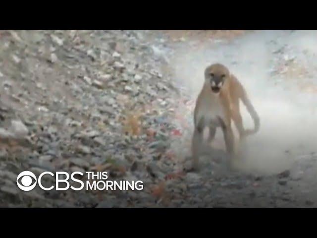 Utah hiker captures terrifying experience running into a mountain lion and cubs