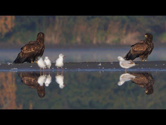 4K Dwa młode bieliki + sąsiedzi / Two juv. white-tailed eagles & neighbours / Haliaeetus albicilla