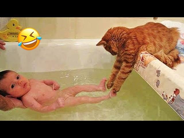 New Funny Animals  Funniest Cats and Dogs Videos #cutecatdog