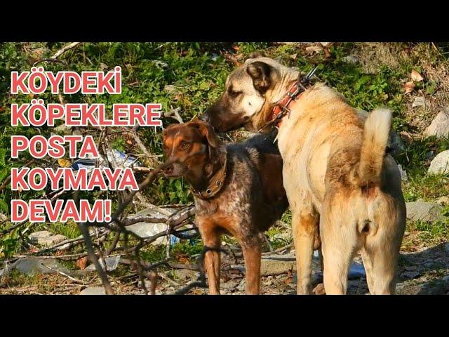 2 ERKEK KÖPEĞE KAFA TUTAN BÖRÜ - TAM 1 MANYAK  - MEŞE PALAMUT'U ( KANGAL ALAN TARAMASI )