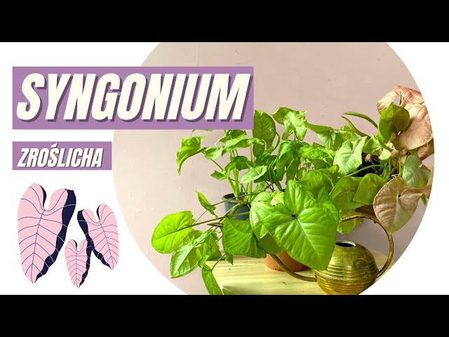 SYNGONIUM - zroślicha ! Jak dbać, podlewać, nawozić.  DLACZEGO ŻÓŁKNIE ?