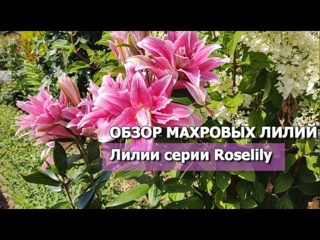 ОБЗОР МАХРОВЫХ ЛИЛИЙ: Roselily Thalissa и Roselily Anouska | Махровые лилии серия Roselily