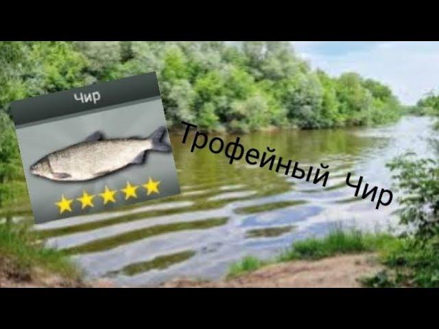 My fishing world | Поймал трофейного Чира.