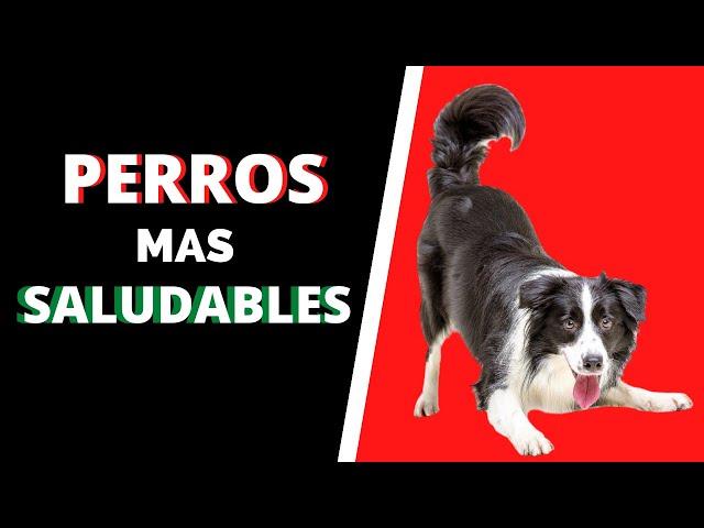 Las 6 razas de perros más saludables.Perros que padecen menos enfermedades. 