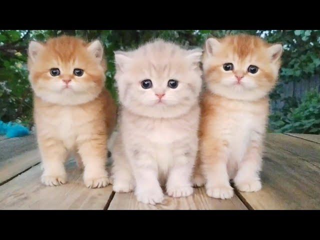 Three little Teddy kittens   Cutest Baby British kittens