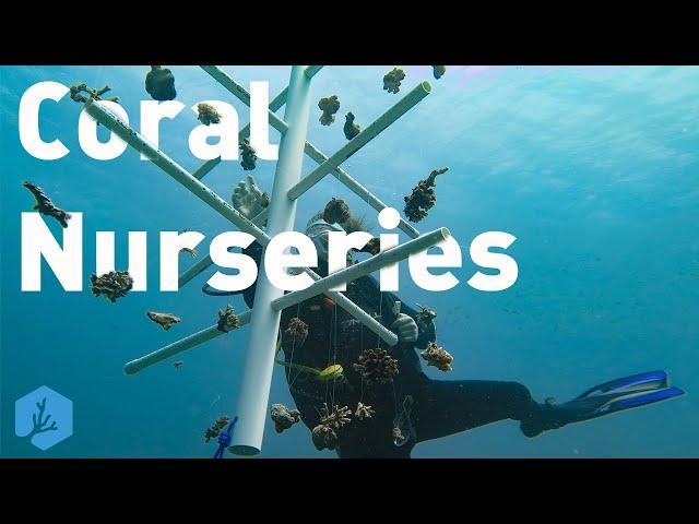 The Pros and Cons of Coral Nursery Trees