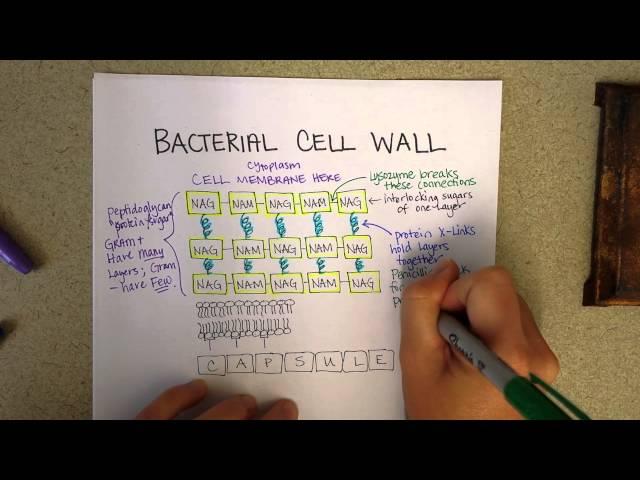 Bacterial cell wall structure