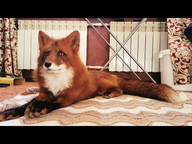 Alf the Fox shows who is the boss in the house