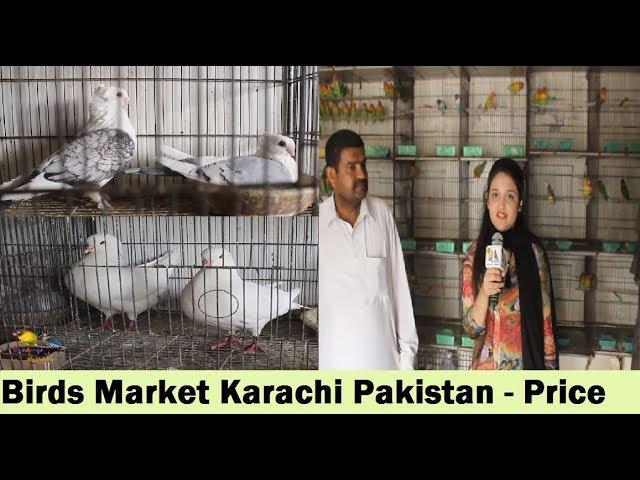 Buffer Zone Birds Market - Al Javeed Birds - Price Updates