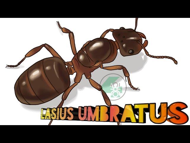 Муравьи лазиус имбратус посадка коканов// Lasius umbratus.