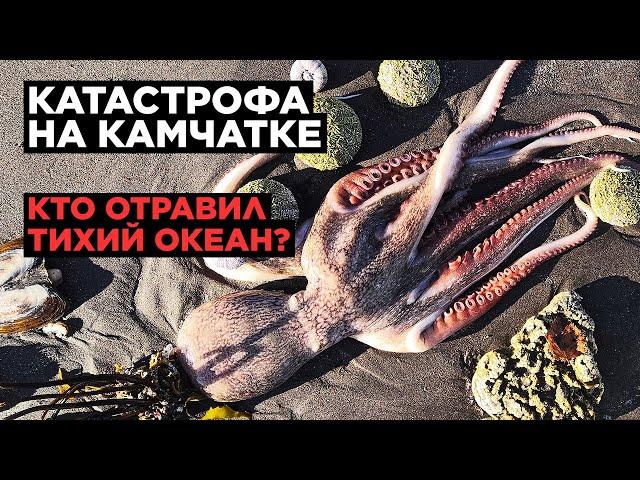 КАТАСТРОФА НА КАМЧАТКЕ. Что на самом деле случилось? Кто отравил Тихий океан?