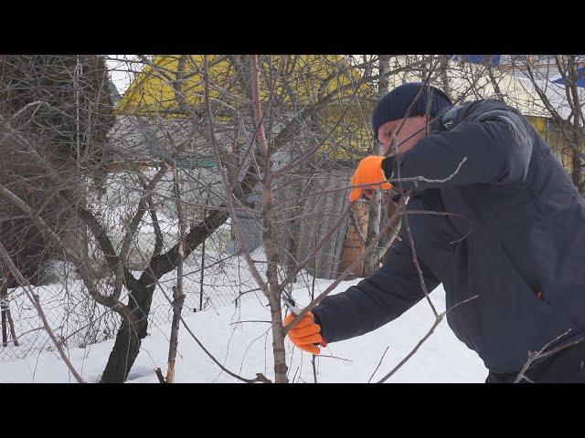 Обрезка яблони Беркутовское